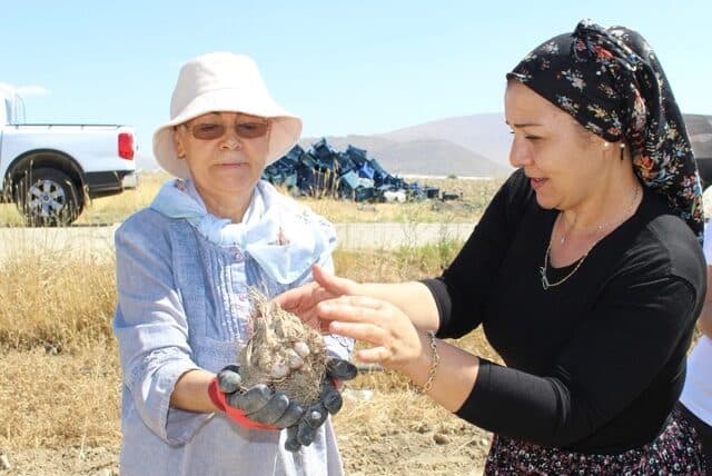 Elmalı’da safran soğanı hasadı başladı