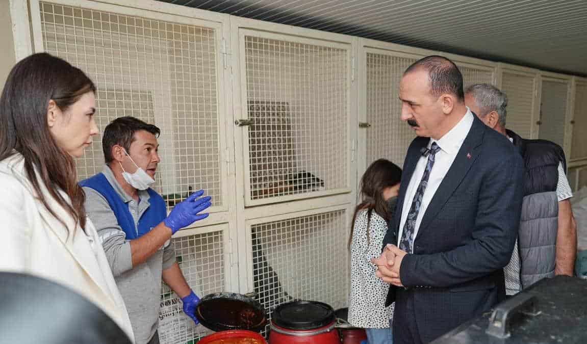 Başkan Cem Kotan'dan Dünya Sokak Hayvanları Günü'nde Sahiplendirme Çağrısı