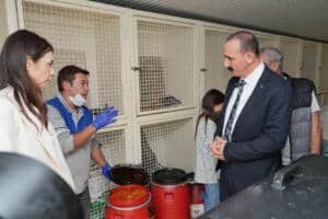 Başkan Cem Kotan'dan Dünya Sokak Hayvanları Günü'nde Sahiplendirme Çağrısı