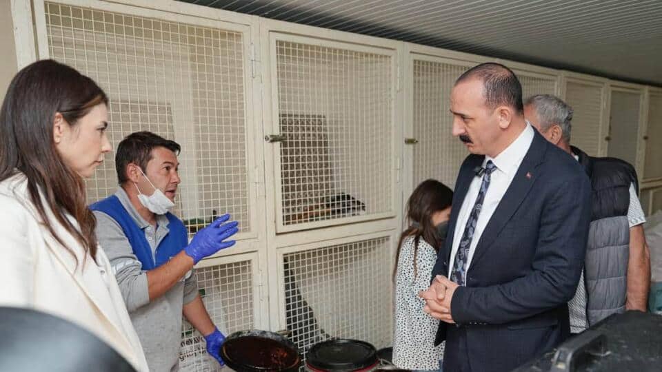 Başkan Cem Kotan'dan Dünya Sokak Hayvanları Günü'nde Sahiplendirme Çağrısı