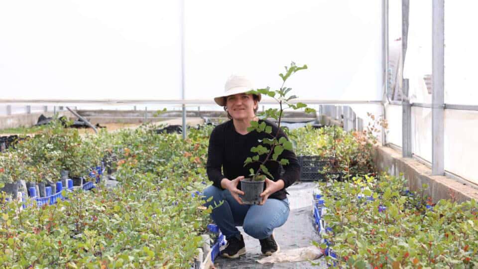 Antalya Büyükşehir’den Alanya’nın Keçiboynuzu Üreticilerine 5 Bin Fidan Desteği